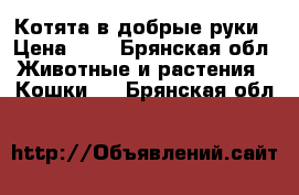 Котята в добрые руки › Цена ­ 1 - Брянская обл. Животные и растения » Кошки   . Брянская обл.